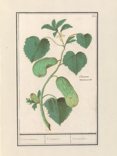 Komkommer (Cucumis sativus)
Concomedor. / Cucumer. / Cornichon. (título del objeto) de Anselmus Boëtius de Boodt
