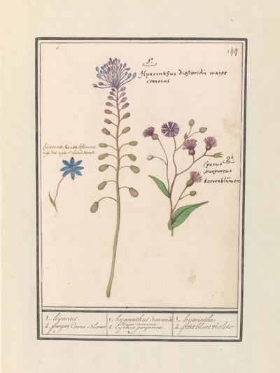 Jacinto crestado (Muscari comosum) y aciano (Centaurie)
1. jacinto. 2. aciano morado / 1. hyacinthus dioscoridis. Mayor comosus. 2. cajanus purpereus. / 1. jacinto 2. petit bluet violet (título en el objeto) de Anselmus Boëtius de Boodt