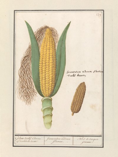 Mais (Zea mays)
Geluwe turks Coorne. of turksche terwe / frumentum indicum flavum. / Bled de turquie jeaune (título en el objeto) de Anselmus Boëtius de Boodt