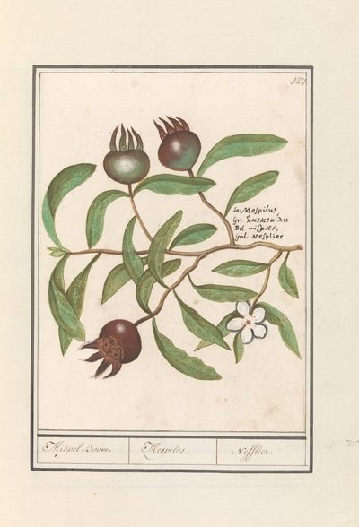 Níspero (Mespilus germanica)
Níspero. / Mespilus. / Nefflier (título en el objeto) de Anselmus Boëtius de Boodt