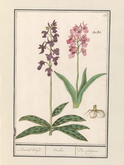 Orquídea (Orchidaceae)
Standel Kruijd. / Orchis. / Du Satijrion. (título en el objeto) de Anselmus Boëtius de Boodt