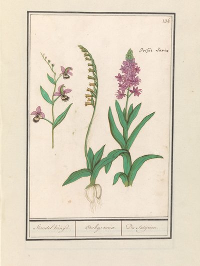 Orquídea (Orchidaceae)
Standel Kruijd. / Orchys variae. / Du Satijrion. (título en el objeto) de Anselmus Boëtius de Boodt