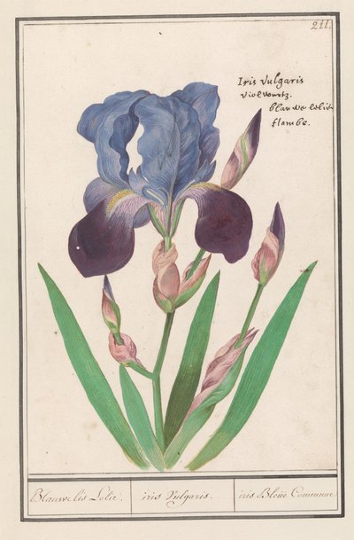 Lirio morado (Iris germanica)
Lirio azul. / iris Vulgaris. / iris Blue Commune (título en el objeto) de Anselmus Boëtius de Boodt
