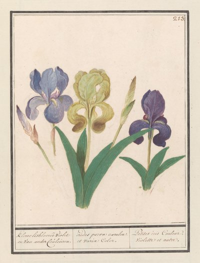 Lirio morado (Iris germanica)
Pequeñas flores de lirio Violeta y otros colores. / irides parvae coerulcae et variae Color. / Petites iris Couleur Violette et autre. (título en el objeto) de Anselmus Boëtius de Boodt