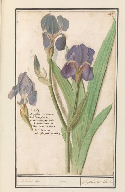 Lirio morado (Iris germanica)
Apestoso lis. / iris. / Glaijeul puant. flambe. (título en el objeto) de Anselmus Boëtius de Boodt