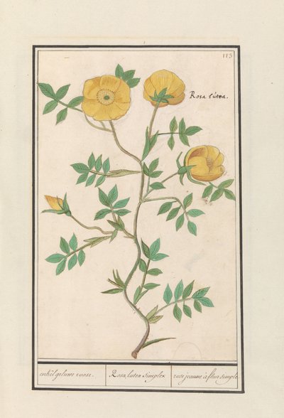 Roos (Rosa)
enkel geluwe roose / Rosa lutea simplex / rose jeaune à fleur simple (título en el objeto) de Anselmus Boëtius de Boodt