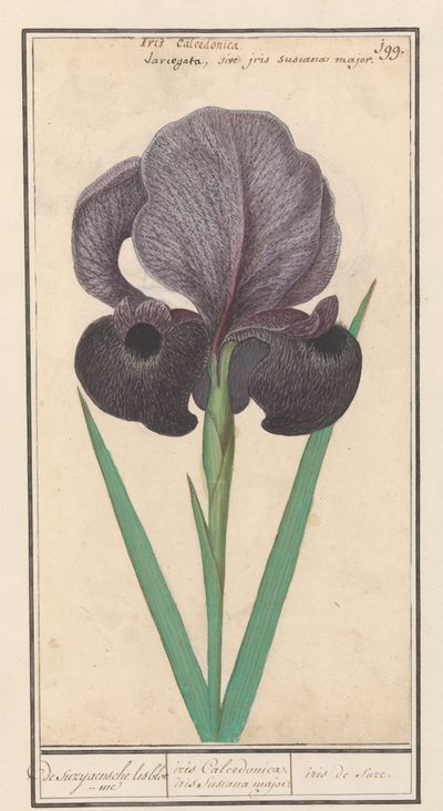 Lirio de luto (Iris susiana)
El lisbloeme suzyaensche / iris Calcedonica. iris Susiana major. / iris de suze. (título en el objeto) de Anselmus Boëtius de Boodt
