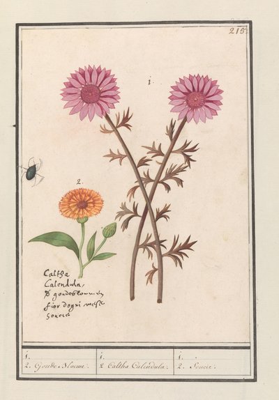 Flor rosa (desconocida) y caléndula (Calendula officinalis)
1. 2. Flor de Oro. / 1. 2. Caltha calendula. / 1. 2. Soucie (título en el objeto). de Anselmus Boëtius de Boodt