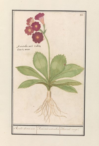 Caléndula (Primula)
Oore de oso rojo. / Auricula ursi rubra. / Auricule rouge (título en el objeto) de Anselmus Boëtius de Boodt