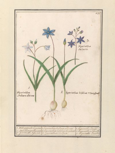 Sterhyacint (Scilla)
1. Witte gesternde hijacint. 2. Twee blaerigen hijacint. 3. gesternden hijacint. / 1. hijacinthus Stellaris albicans 2. hijacinthus bifolius theophrasti 3. hyacinthus Stellaris. / 1. hijacinthe Etoilée 2. hyacinthe a 2 feuille 3 hijac de Anselmus Boëtius de Boodt