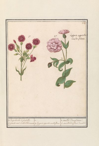 Dos claveles (Dianthus)
1. Gentil inglés. Yenelle con flores dobles / 1. 2. Lygnis agrestis multiflora. / 1. oeuillet d