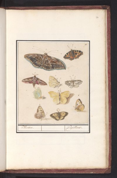 Mariposas y polillas
Polillas. / Papillons (título en el objeto) de Anselmus Boëtius de Boodt