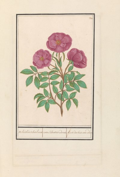 Rosa silvestre (Rosa)
Rosa bosch fragante / rosa silverstris adorata. / Rose des bois avec odeur (título en el objeto) de Anselmus Boëtius de Boodt