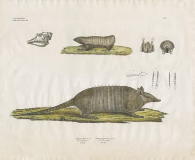  de Anstalt Arnz & Co.