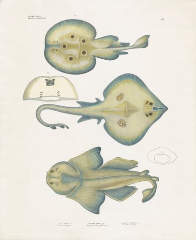  de Anstalt Arnz & Co.