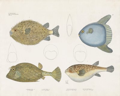  de Anstalt Arnz & Co.