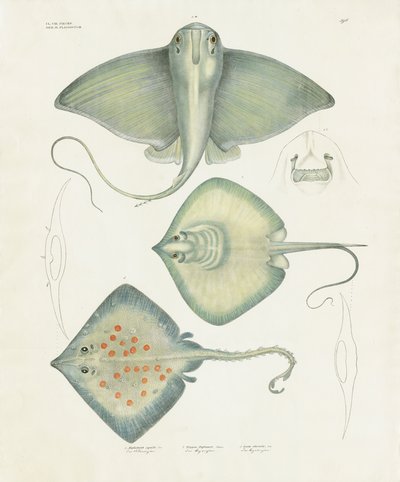  de Anstalt Arnz & Co.