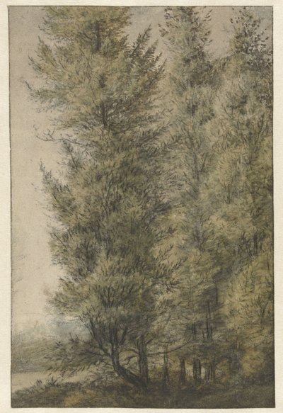 Altos pinos en la linde de un bosque de Anthonie Waterloo