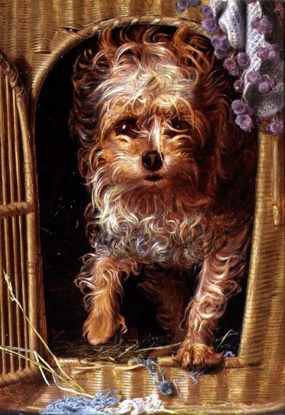 Darby, un Yorkshire Terrier de Anthony Frederick Augustus Sandys