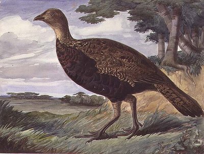 Híbrido de faisán y gallina gris de Anthony Frederick Augustus Sandys