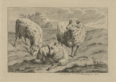 tres ovejas Estudios de vacas, ovejas y cabras (título de la serie) de Anthony Oberman