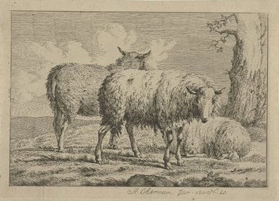 Tres ovejas junto a un árbol Estudios de vacas, ovejas y cabras (título de la serie) de Anthony Oberman