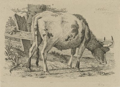 Vaca pastando junto a una valla Estudios de vacas, ovejas y cabras (título de la serie) de Anthony Oberman