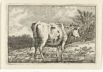 Vaca de pie en un charco Vacas (título de la serie) de Anthony Oberman