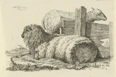 Oveja y carnero acostados Estudios de vacas, ovejas y cabras (título de la serie) de Anthony Oberman