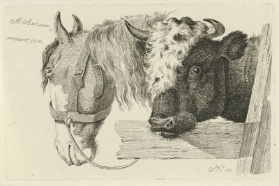 Cabeza de caballo y cabeza de toro Estudios de vacas, ovejas y cabras (título de la serie) de Anthony Oberman