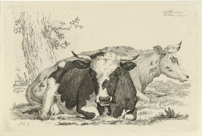 Dos vacas tiradas frente a un árbol Estudios de vacas, ovejas y cabras (título de la serie) de Anthony Oberman