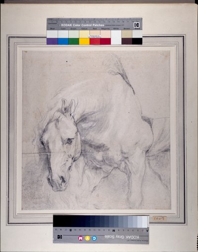 Cabeza y cuartos delanteros de un caballo gris de Anthony van Dyck