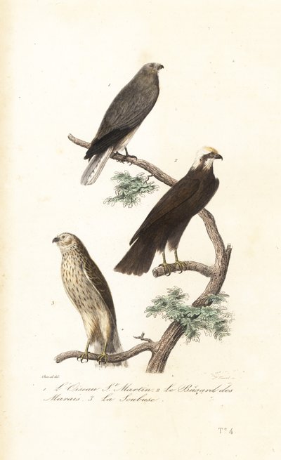Aguilucho pálido, aguilucho lagunero y aguilucho cenizo. de Antoine (after) Chazal