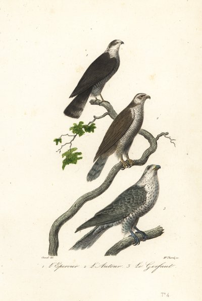 Gavilán, azor y halcón. de Antoine (after) Chazal