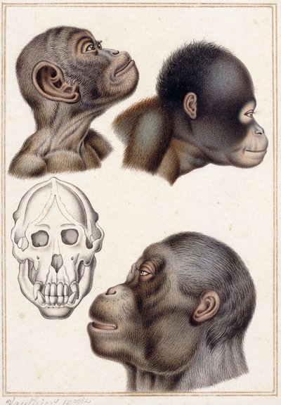 Cráneo de un Pongo de Antoine Charles Vauthier