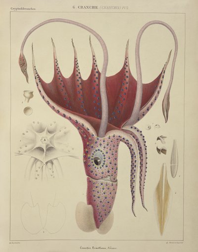 Calamar, Pl.2 de 