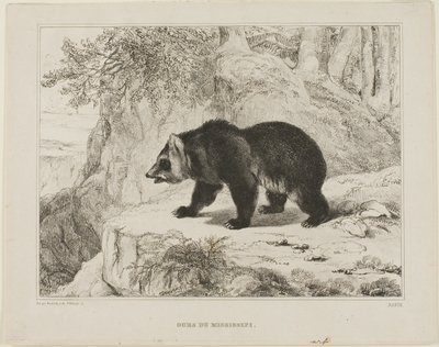 Oso del Mississippi de Antoine Louis Barye
