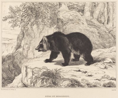 Oso del Misisipi de Antoine Louis Barye