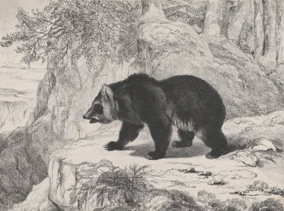 Oso de Mississippi, 1836 de Antoine Louis Barye