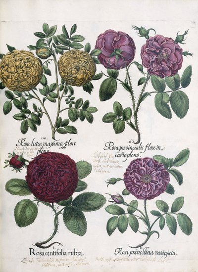 Cuatro tipos de rosas, 1613 de Antoine Pesne