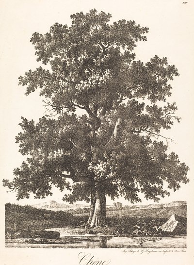 Roble de Antoine Pierre Mongin