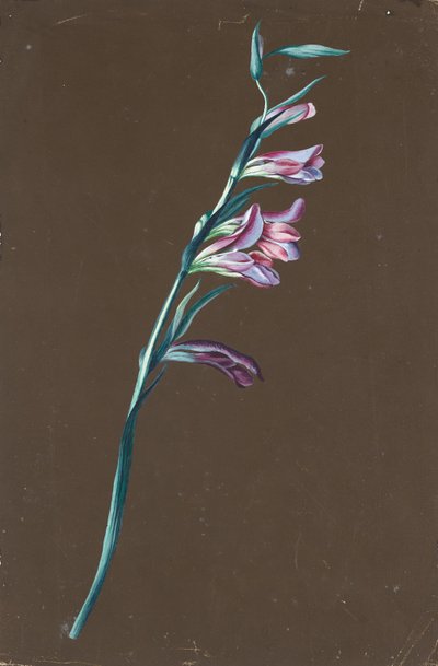 Lilie de Anton Hartinger