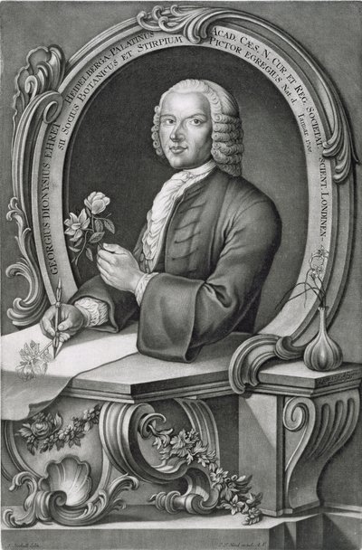 Retrato de Georg Dionysius Ehret (1710-70) grabado por Johann Jakob Haid (1704-67) de Anton Heckel