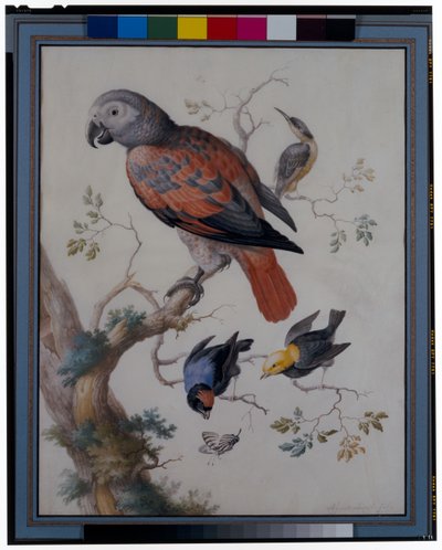 Un loro rojo y gris con otras aves exóticas de Anton Henstenburgh