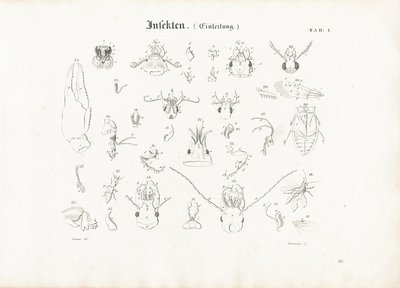 Anatomía de los insectos de Anton Wachsmann