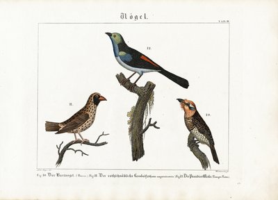  de Anton Wachsmann