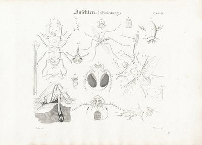Anatomía de los insectos de Anton Wachsmann