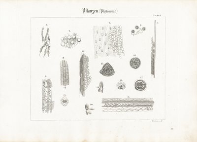 Anatomía vegetal (Fitotomía) de Anton Wachsmann