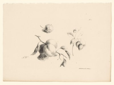 Albaricoques y fresas
Flores y frutas (título de la serie) de Anton Weiss