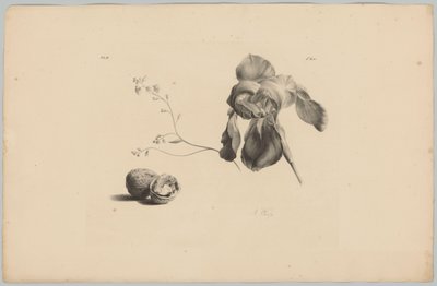 Amarilis y nueces
Estudios sobre flores y frutas (...) 3ª entrega (título de la serie) de Anton Weiss